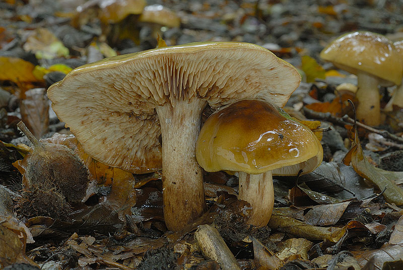Tricholoma ustale